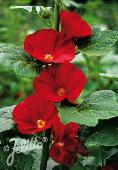 Alcea rosea-hybr. 'Mars Magic'